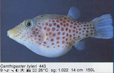 Canthigaster tyleri